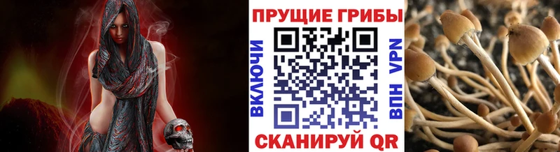 Псилоцибиновые грибы Cubensis  цены   Кораблино 
